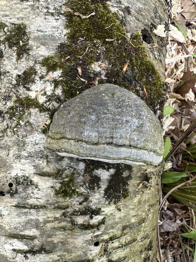 Tinder Polypore