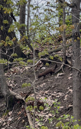American Mink observed by solisticowl