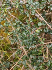 Ligustrum morrisonense