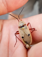 Probergrothius nigricornis