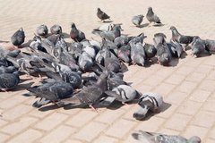 Columba livia domestica