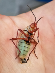 Probergrothius nigricornis