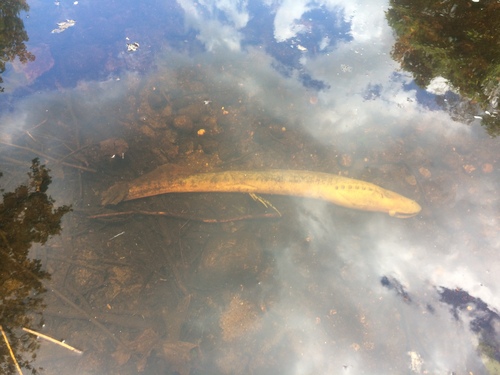 Lamprey