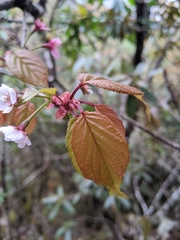 Prunus transarisanensis