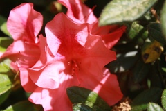 Rhododendron simsii