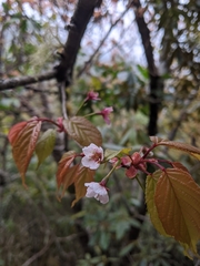 Prunus transarisanensis