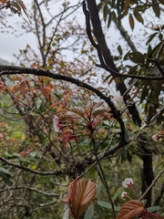 Prunus transarisanensis