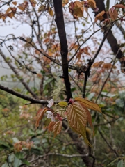 Prunus transarisanensis