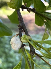 Callirhytis quercusoperator