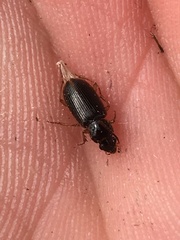 Stenolophus ochropezus