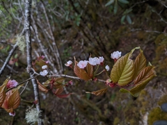 Prunus transarisanensis