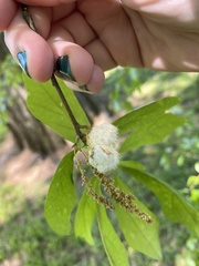 Callirhytis quercusoperator