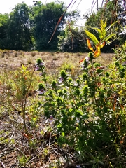 Euphrasia maximowiczii