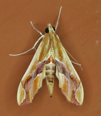 Agathodes monstralis