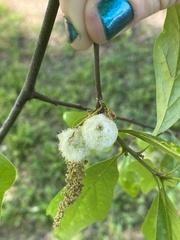 Callirhytis quercusoperator