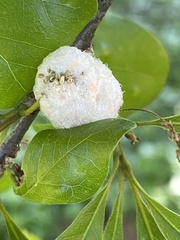 Callirhytis quercusoperator