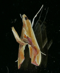 Agathodes monstralis