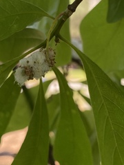 Callirhytis quercusoperator