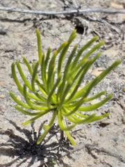 Eriospermum proliferum