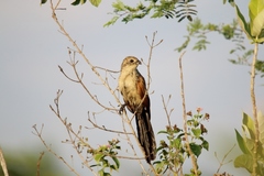 Centropus bengalensis