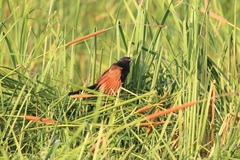 Centropus bengalensis