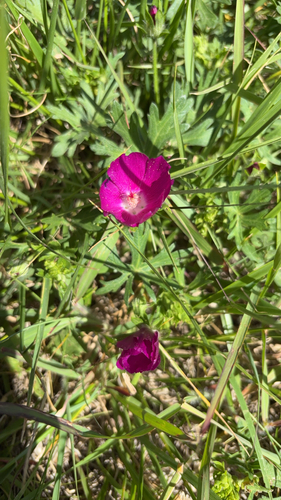 winecup mallow