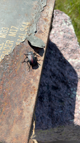 Red-backed Darkling Beetle
