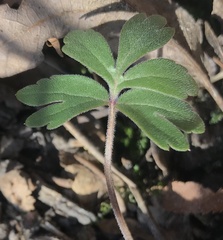 Hydrophyllum virginianum