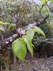 Carpinus rankanensis