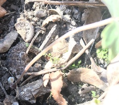 Hydrophyllum virginianum