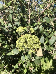 Viburnum × rhytidophylloides