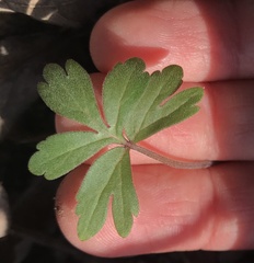 Hydrophyllum virginianum
