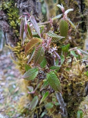 Carpinus rankanensis