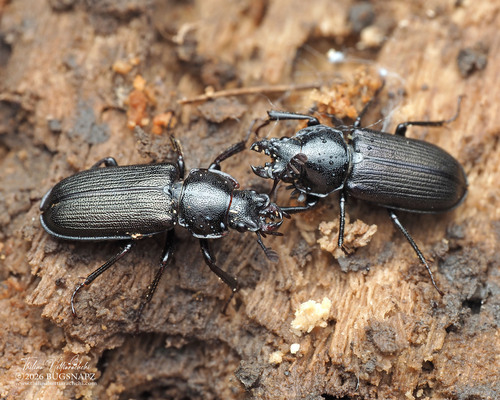 Platycerus piceus