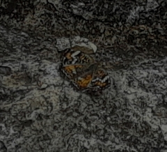 Phyciodes