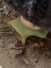 Eriospermum cordiforme