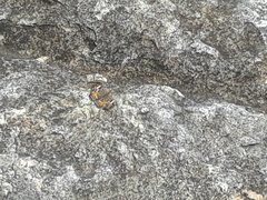 Phyciodes