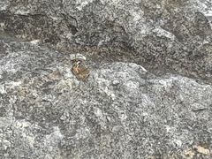 Phyciodes
