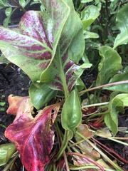 Limonium californicum