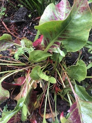 Limonium californicum