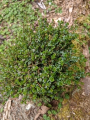 Ligustrum morrisonense