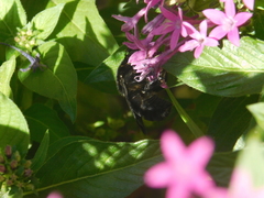 Bombus morio