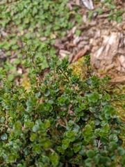 Ligustrum morrisonense