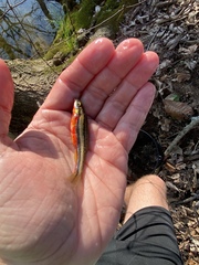 Chrosomus erythrogaster