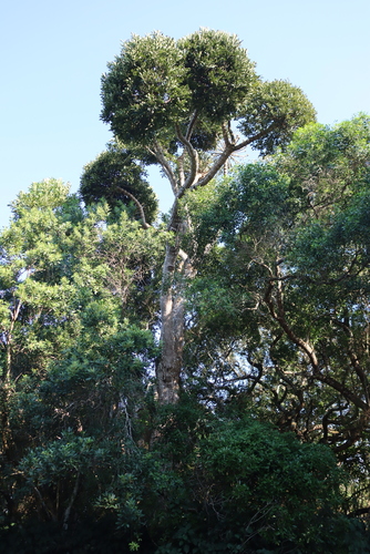 Cussonia sphaerocephala, photograph 4
