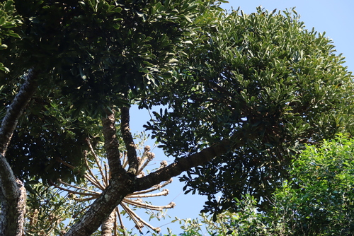 Cussonia sphaerocephala, photograph 5