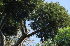 Cussonia sphaerocephala, photograph (c) Tony Rebelo, some rights reserved (CC BY-SA)