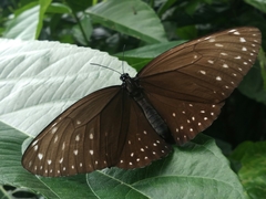 Euploea phaenareta