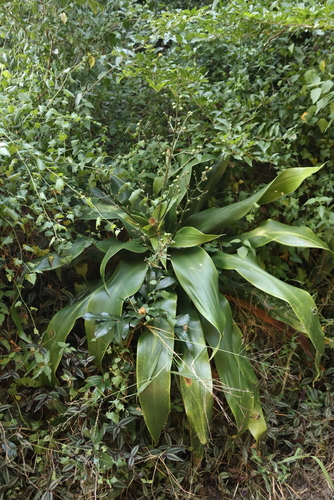 Dracaena aletriformis, photograph 6