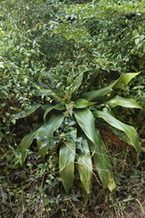 Dracaena aletriformis, photograph (c) Tony Rebelo, some rights reserved (CC BY-SA)